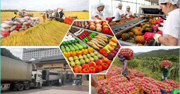 Home 103 Guide to VAT and CIT Declaration for Imported Agricultural Products as per Circular 80/2021/TT-BTC
