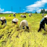 Việt Nam Thu hút mạnh FDI vào nông nghiệp, xuất khẩu lập kỷ lục mới