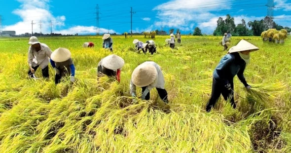 Vietnam Attracts Strong FDI in Agriculture, Sets New Export Record