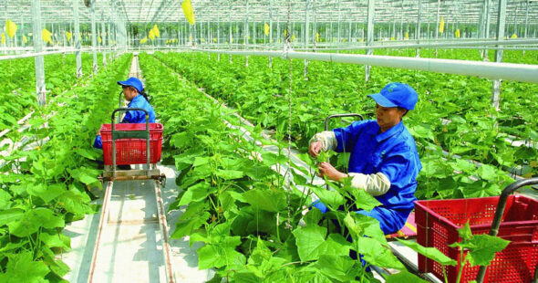 Home 118 Vietnam High-Tech Agriculture: Sustainable Growth From The 2023–2025 Data Perspective
